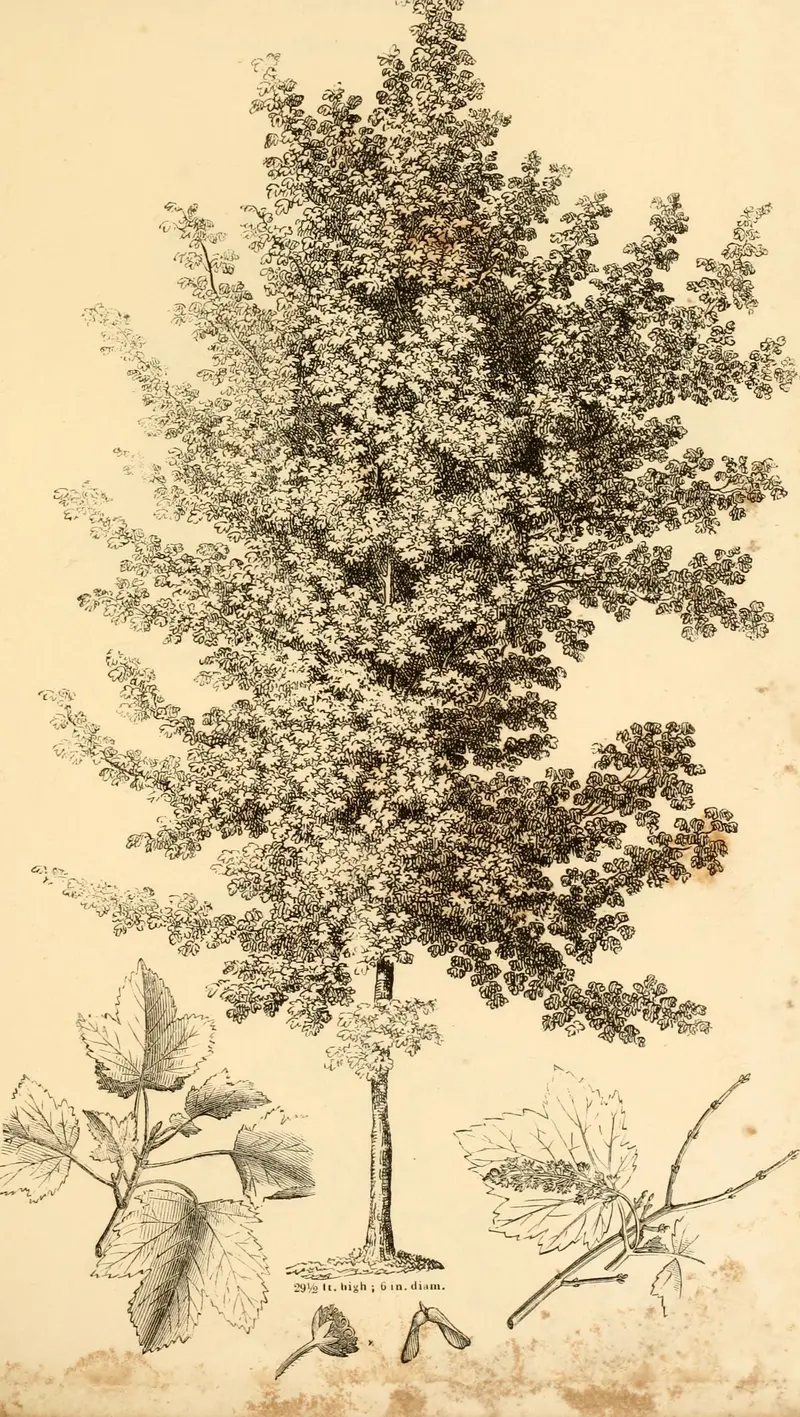 Engraving of a small tree with sprigs and fruit studies