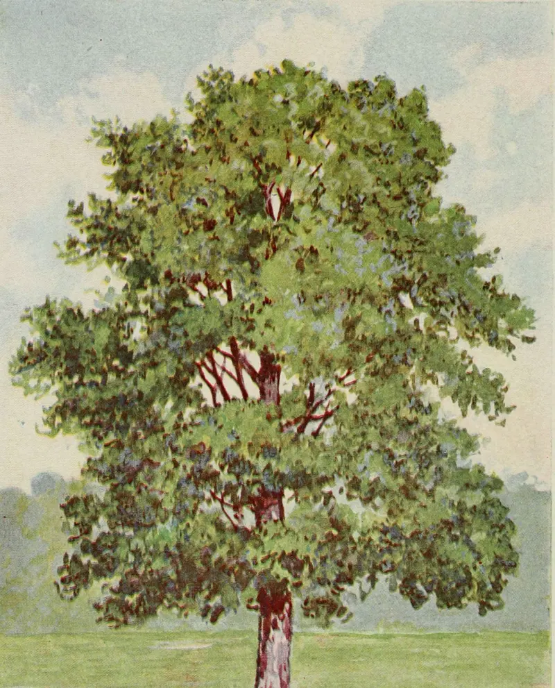 Coloured plate of a shagbark hickory tree