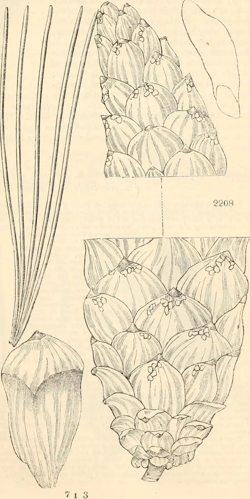 Engraving of pine needles in a bundle and cone scales