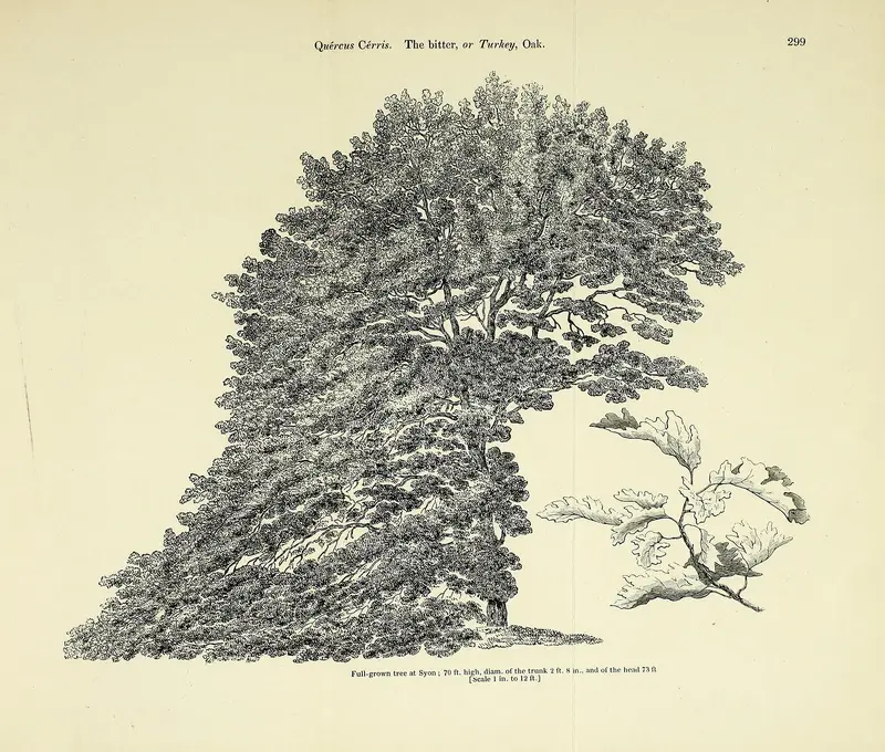 Engraving of a turkey oak with a leaf spray