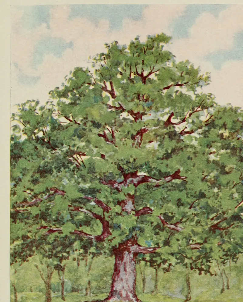 Coloured plate of a white oak